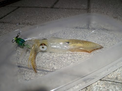 ヒイカの釣果