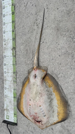 アカエイの釣果