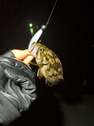 クロソイの釣果