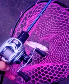 ハスの釣果