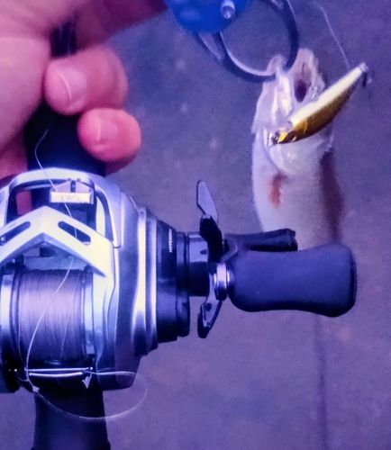 ハスの釣果