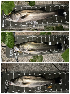 シーバスの釣果