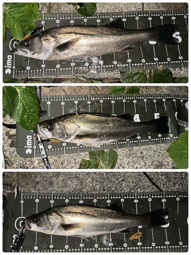 シーバスの釣果