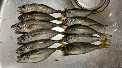 アジの釣果