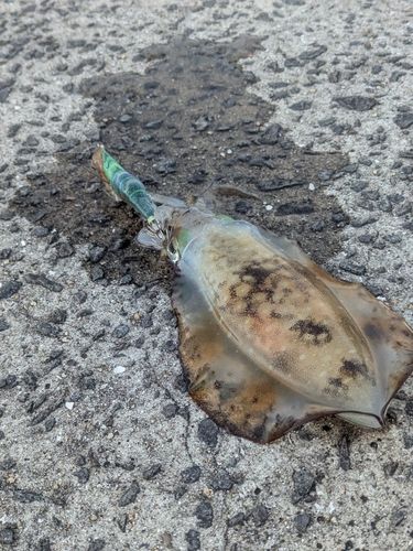 アオリイカの釣果