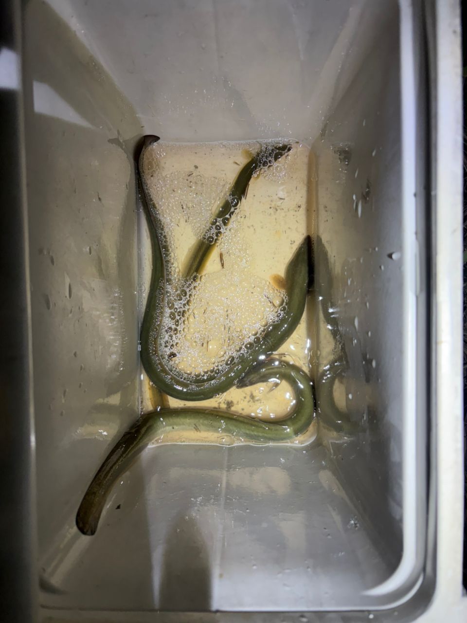 ウナギの釣果写真