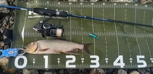 ハスの釣果