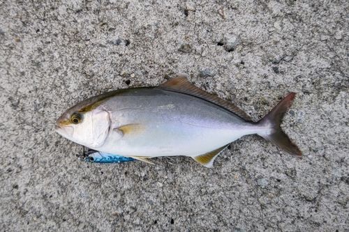 シオの釣果