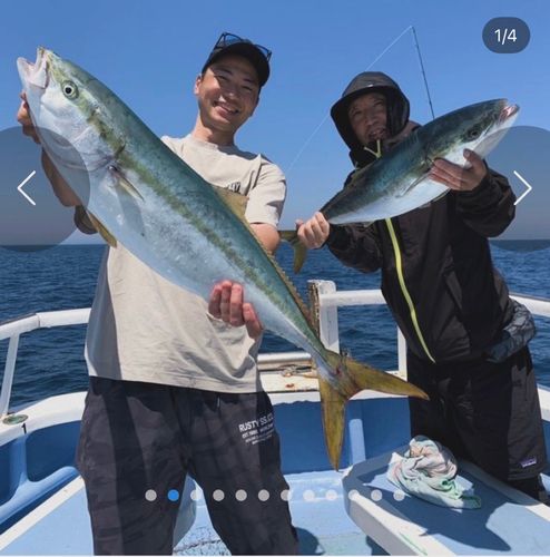 イサキの釣果
