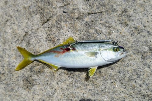 ツバスの釣果