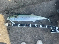 サワラの釣果