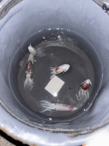 ヒイカの釣果