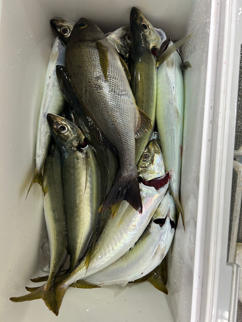 アジの釣果写真