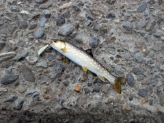 エゾイワナの釣果