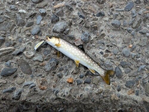 エゾイワナの釣果