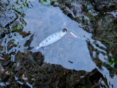 ヤマメの釣果