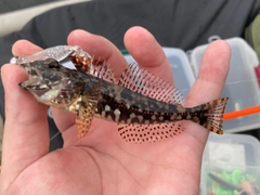 アサヒアナハゼの釣果