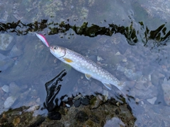 エゾイワナの釣果