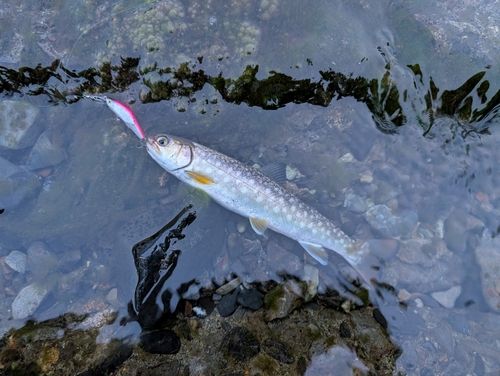 エゾイワナの釣果