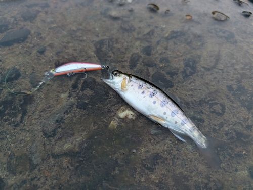 ヤマメの釣果