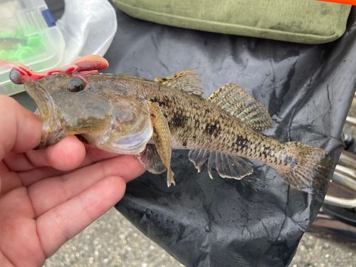 ウロハゼの釣果