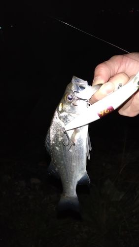 セイゴ（マルスズキ）の釣果