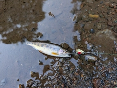 ニジマスの釣果