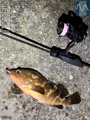 キジハタの釣果