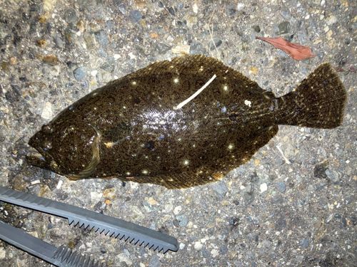 ソゲの釣果