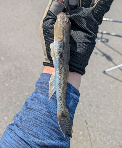 マハゼの釣果