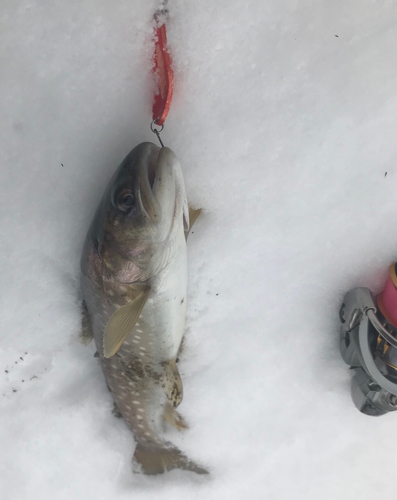 アメマスの釣果