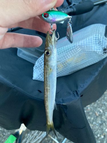 アカカマスの釣果