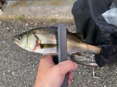 セイゴ（マルスズキ）の釣果