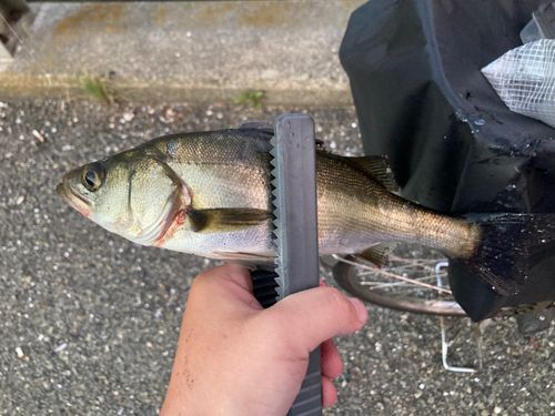 セイゴ（マルスズキ）の釣果