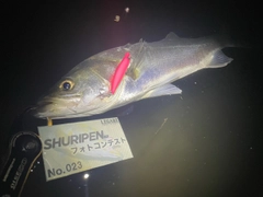 シーバスの釣果
