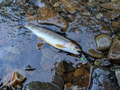 エゾイワナの釣果