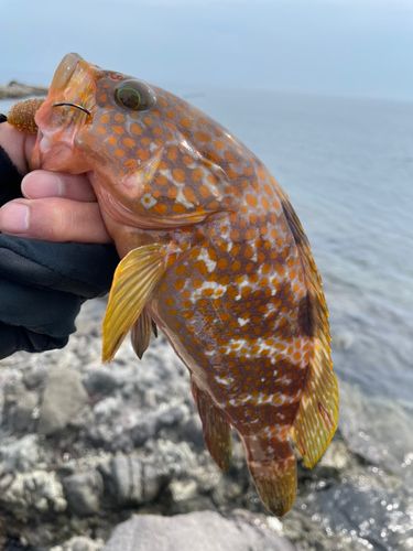 キジハタの釣果