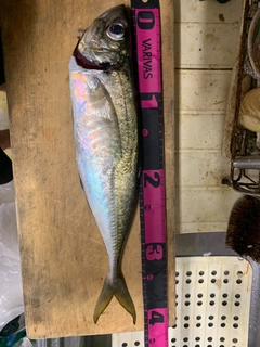 マアジの釣果