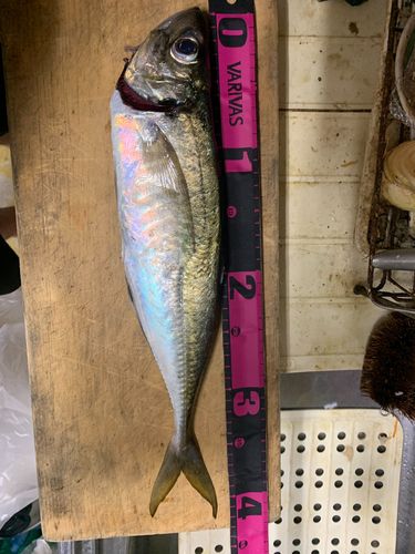 マアジの釣果