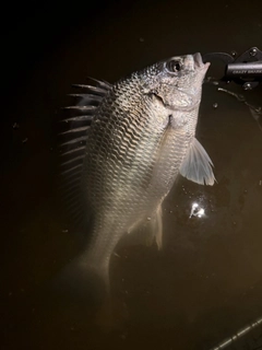 キビレの釣果