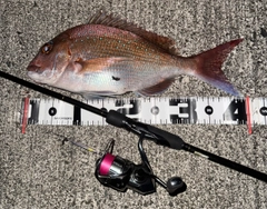 マダイの釣果