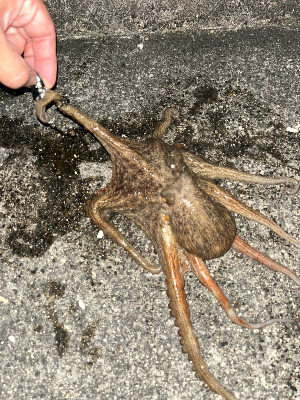 マダコの釣果写真