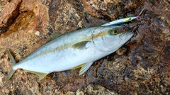 ヒラマサの釣果