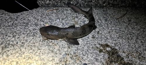 ドチザメの釣果