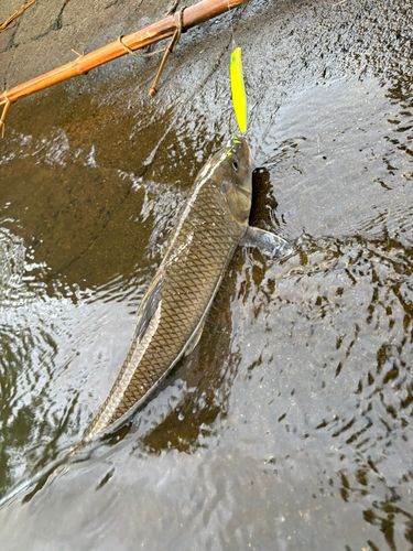 ニゴイの釣果