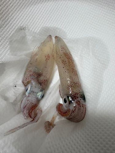 ケンサキイカの釣果