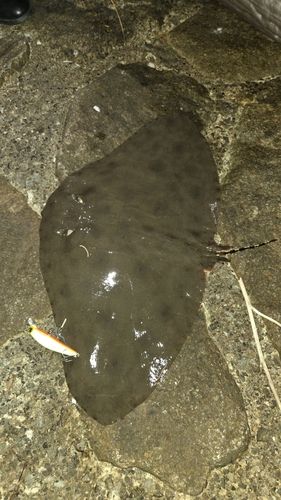 ツバクロエイの釣果