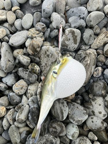 シロサバフグの釣果