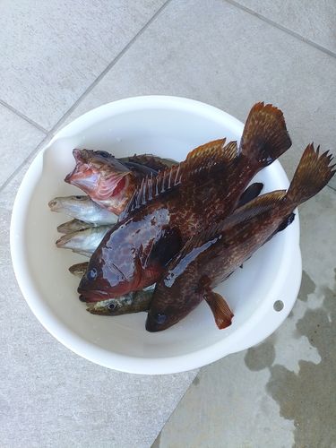 キジハタの釣果
