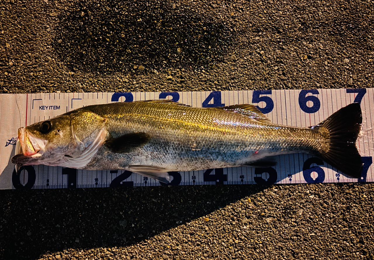 シーバスの釣果写真